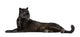 Black Leopard, 6 years old, in front of a white background Wall Decal