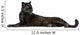 Black Leopard, 6 years old, in front of a white background Wall Decal