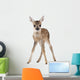 Roe Deer Fawn Standing Against White Background Wall Decal
