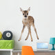 Roe Deer Fawn Standing Against White Background Wall Decal