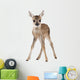 Roe Deer Fawn Standing Against White Background Wall Decal