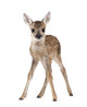 Roe Deer Fawn Standing Against White Background Wall Decal