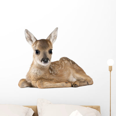 Sitting Deer Fawn Wall Decal shown on a wall