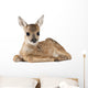 Roe Deer Fawn Wall Decal