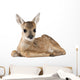 Roe Deer Fawn Wall Decal