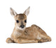 Roe Deer Fawn Wall Decal