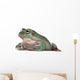 Australian Green Tree Frog, against white background Wall Decal