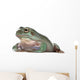 Australian Green Tree Frog, against white background Wall Decal