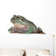 Australian Green Tree Frog, against white background Wall Decal