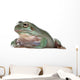 Australian Green Tree Frog, against white background Wall Decal