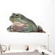 Australian Green Tree Frog, against white background Wall Decal