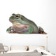 Australian Green Tree Frog, against white background Wall Decal