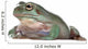 Australian Green Tree Frog, against white background Wall Decal