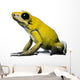 Side view of Golden Poison Frog, against white background Wall Decal