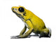 Side view of Golden Poison Frog, against white background Wall Decal
