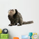Young White-headed Marmoset Wall Decal