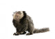 Young White-headed Marmoset Wall Decal