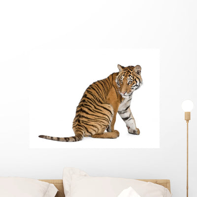 Bengal Tiger Sitting Wall Decal shown on a wall