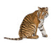 Bengal Tiger Sitting Wall Decal