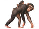 Animal Monkey Chimpanzees Wall Mural