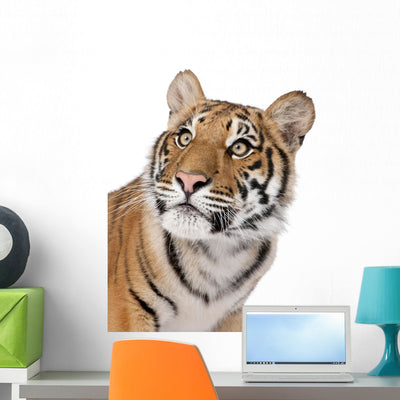 Close-up Portrait Bengal Tiger Wall Decal shown on a wall