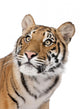 Close-up portrait of Bengal tiger in front of a white background Wall Decal