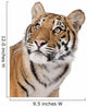 Close-up portrait of Bengal tiger in front of a white background Wall Decal
