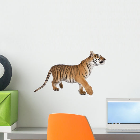 Bengal Tiger,1 year old, walking in front of white background Wall Decal