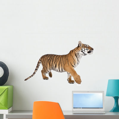 Bengal Tiger 1 Year Wall Decal shown on a wall