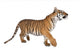 Bengal Tiger,1 year old, walking in front of white background Wall Decal