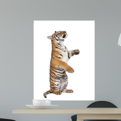 Bengal Tiger Wall Decal shown on a wall