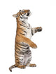 Bengal Tiger Wall Decal