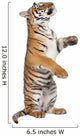 Bengal Tiger Wall Decal
