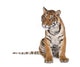 Portrait of Bengal Tiger Sitting Wall Decal