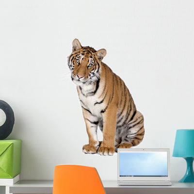 Seated Bengal Tiger Wall Decal shown on a wall