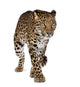 Walking Leopard Wall Decal