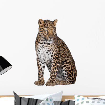 Portrait Leopard Sitting against Wall Decal shown on a wall