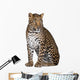 Portrait of Leopard Sitting Against White Background Wall Decal