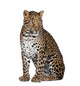 Portrait of Leopard Sitting Against White Background Wall Decal