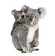 Portrait Koala Bears Front