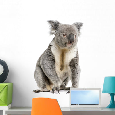 Male Koala Bear Wall Decal shown on a wall