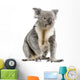 male Koala bear Wall Decal