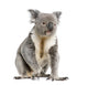 male Koala bear Wall Decal