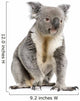 male Koala bear Wall Decal