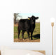 Black Angus Cow Cattle Portrait Farm Animal Wall Mural
