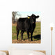 Black Angus Cow Cattle Portrait Farm Animal Wall Mural