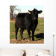 Black Angus Cow Cattle Portrait Farm Animal Wall Mural