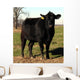 Black Angus Cow Cattle Portrait Farm Animal Wall Mural