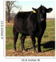 Black Angus Cow Cattle Portrait Farm Animal Wall Mural