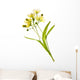 Linden Flower Wall Decal